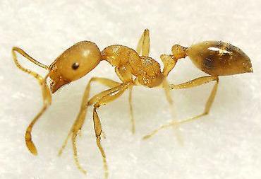 全异巨首蚁各种种类蚂蚁体型,世界上最可怕的昆虫子弹蚁