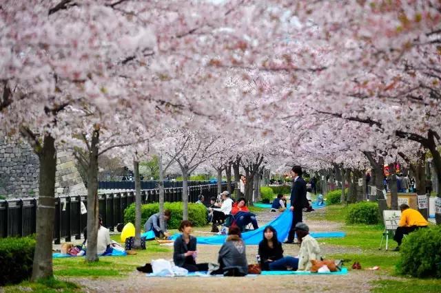 有一种美如人间烟火,当富士山遇上樱花什么意思