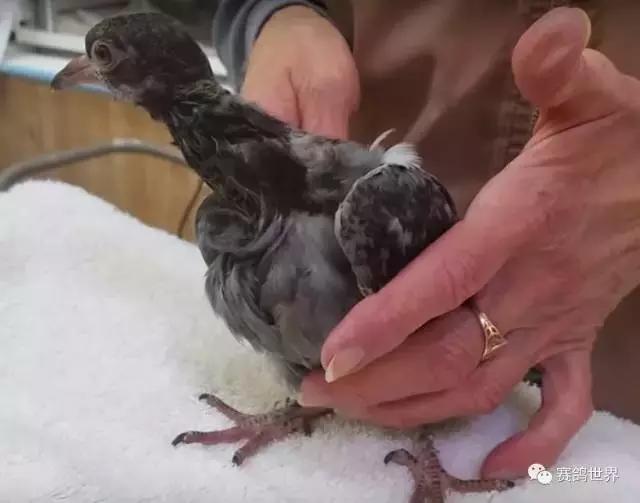一只断颈鸽子受到爱和呵护~暖哭了