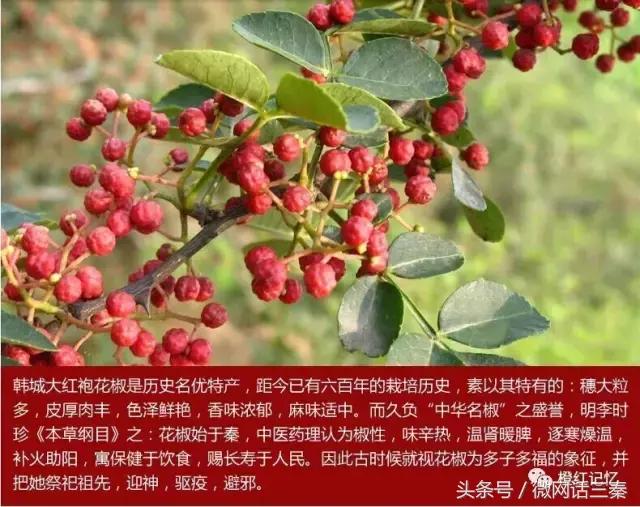 韩城花椒历史文化 (韩城花椒最多的地方是哪里)