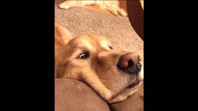 金毛犬哪个品种比较好养,金毛来了只不速之客