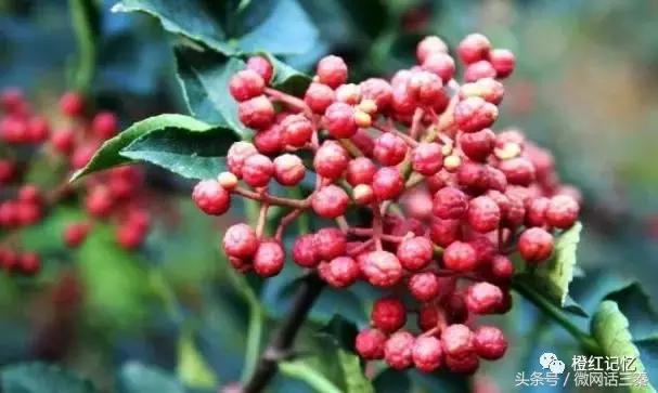 韩城花椒历史文化 (韩城花椒最多的地方是哪里)