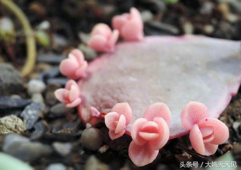 多肉百科之玉吊钟：一个从叶边发芽的多肉