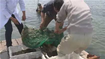 大连海参的产地和养殖方式,固力源海参产地是长海县吗