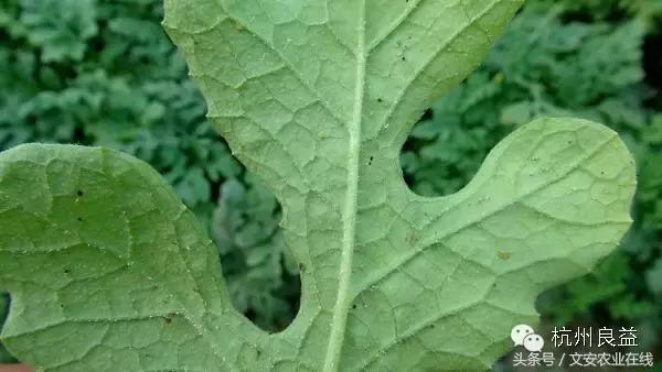 西瓜六必治瓜类六大病害一招搞定,西瓜病害六必治