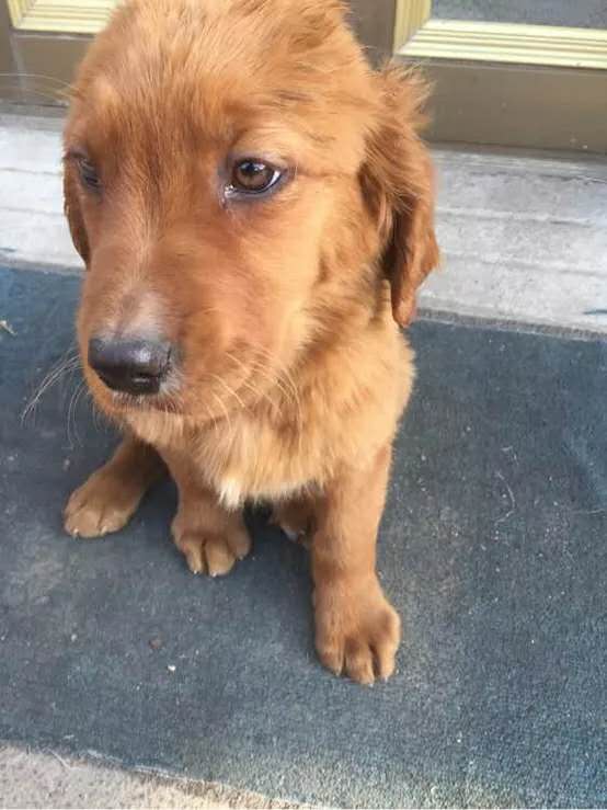 小孩该怎么对待金毛 (两个多月的金毛要怎么教育)