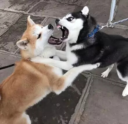 哈士奇表情包和柴犬表情包,秋田哈士奇表情包