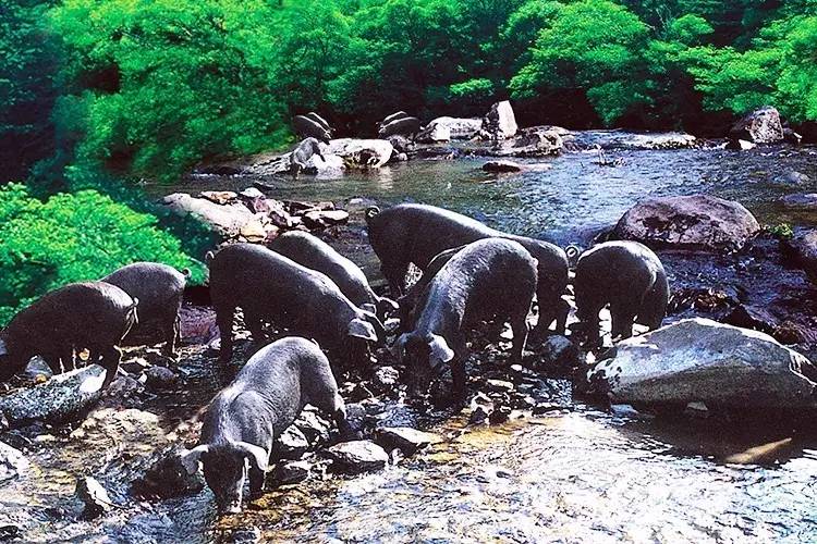 黑猪肉怎么吃最好吃,黑猪肉好吃还是白猪肉好吃