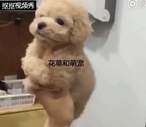 泰迪犬训练主人叫狗狗都不听话,泰迪狗不让梳腿毛怎么办