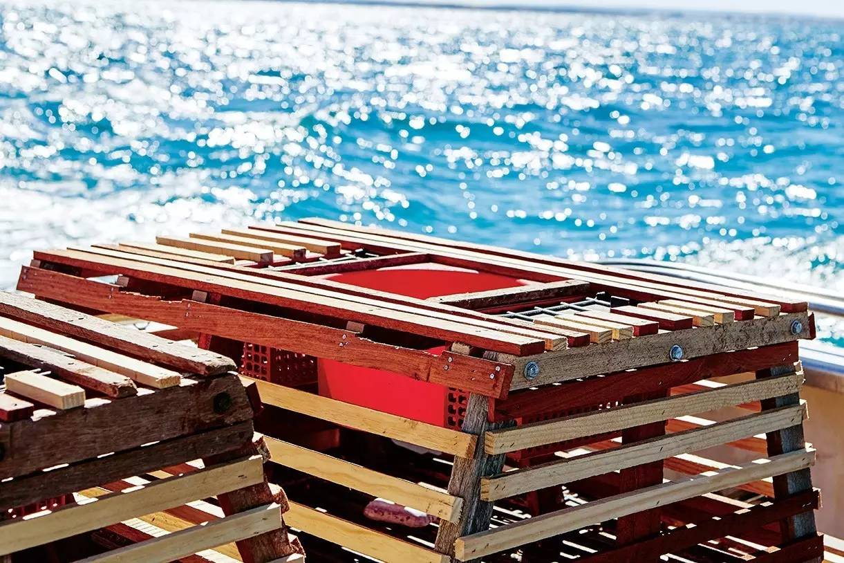 在澳洲抓澳洲小龙虾,澳大利亚捕龙虾