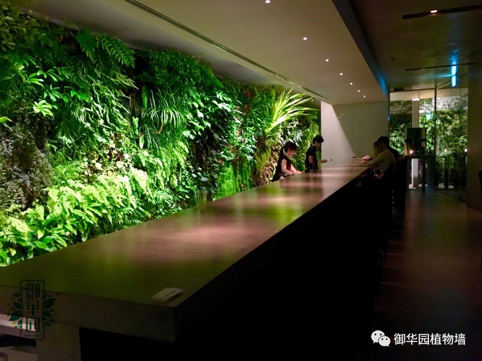 养花养眼养心解乏,卧室养花推荐高级植物