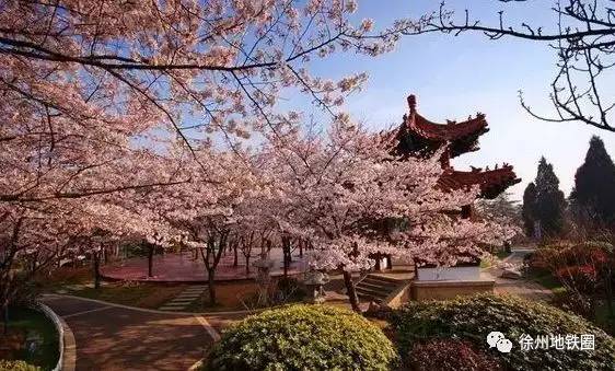 徐州这个村彻底火了，央视一天两次直播！大徐州你咋这么牛