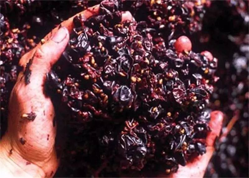 葡萄酒里的添加剂,葡萄酒添加剂使用方法