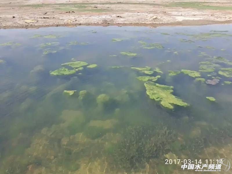 蟹塘低温青苔如何防治,早期蟹塘青苔怎么处理