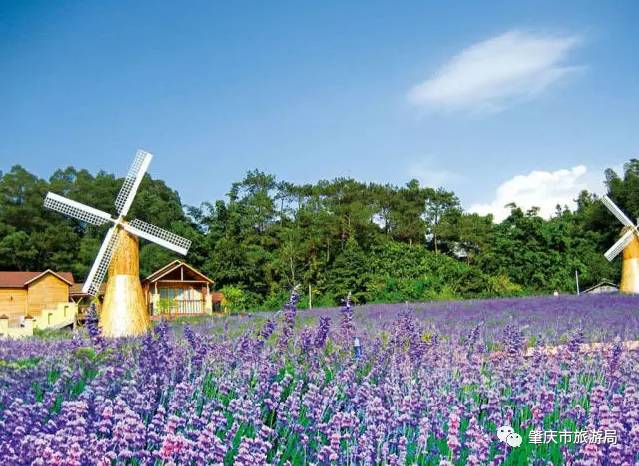 广东哪里的花海最美五月,肇庆德庆盘龙峡薰衣草