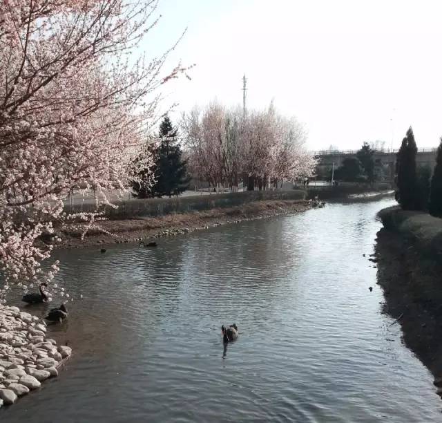 桃花季｜今天的沈阳，桃花开了，春风十里，挑一天走起……