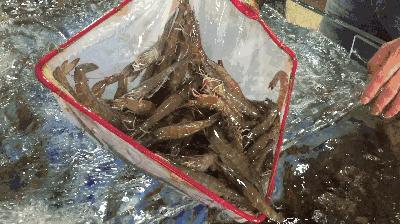 大连海洋馆搬运动物,大连空运的海鲜