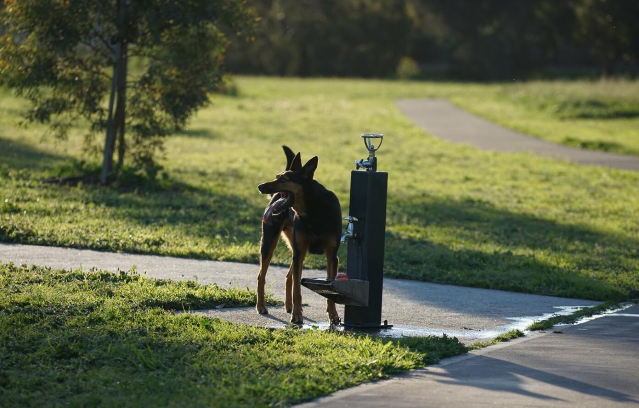 图说:在澳洲的日常(2)|陈秋平