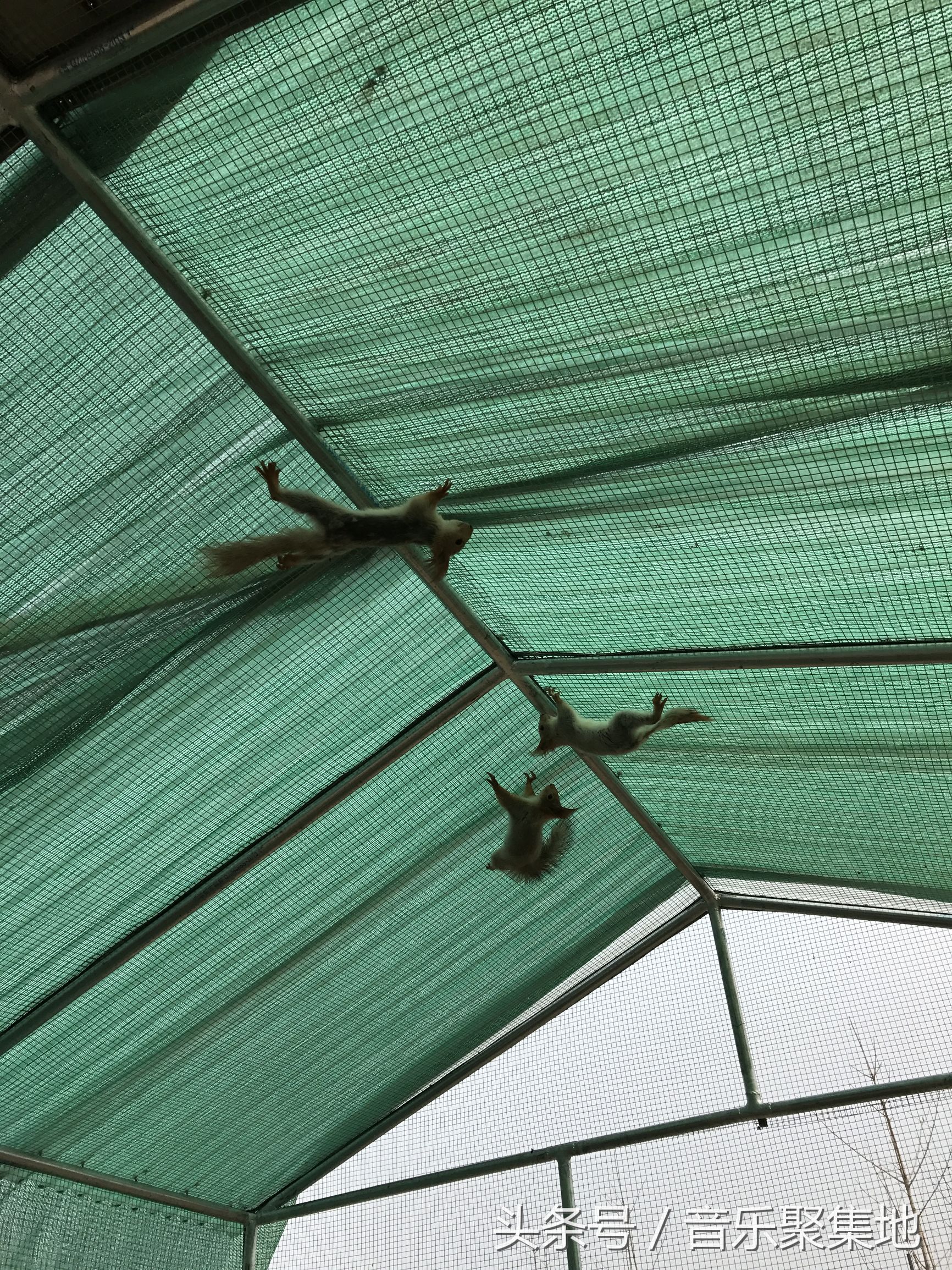 雪地松鼠哪种最漂亮,什么是最好的雪地松鼠