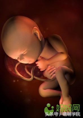 胎儿发育40周全过程b超影像,胎儿1-40周发育过程图高清