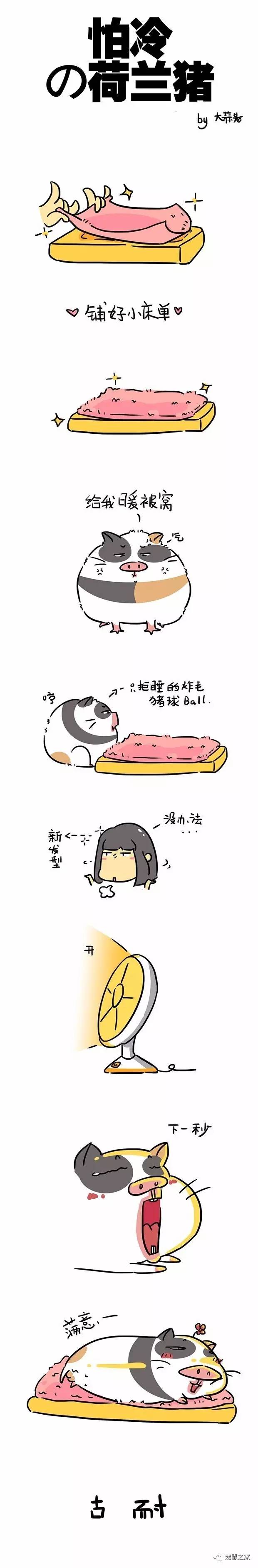 荷兰猪外出郊游,操心的事太多,其实只要做到这几点就可以了