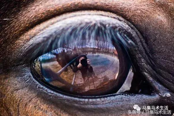 马眼睛里的世界,马的眼睛看到的世界是什么