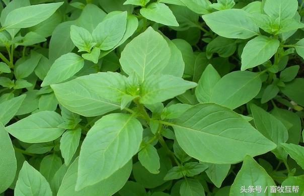 母猪一年四季中药保健方案,母猪的净化和保健