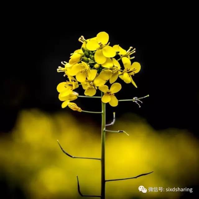 光阴正好花期已至，泰达有花海，何须羡婺源？