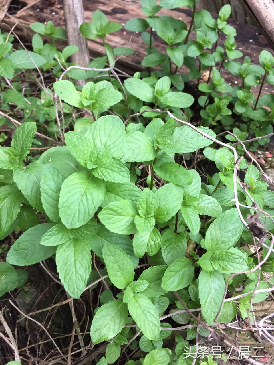 家里种薄荷旺财吗,家里种薄荷寓意什么