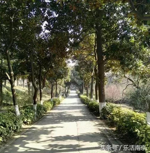 南京免费公园免费开放日一览表,南京最大的公园排名