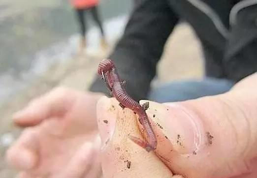 四海钓鱼饵料配方,四海钓鱼小药配方