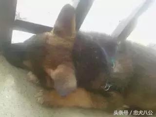 请耐心看完：一只家狗的自述