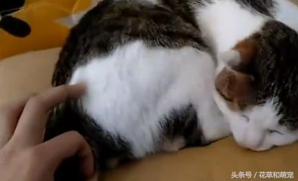 猫咪睡觉主人故意打醒,猫咪睡着了摸它突然就咬我