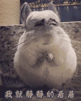 荷兰猪出门需要准备什么,荷兰猪可以独自待一个月