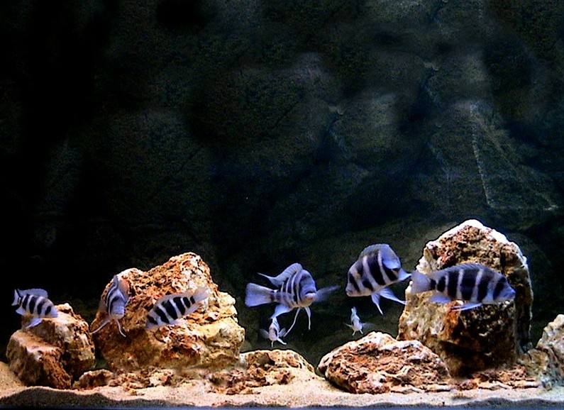 草缸硝化细菌正确使用方法,硝化细菌正确使用方法