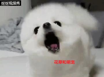 小博美狗狗生气,小博美总想吃