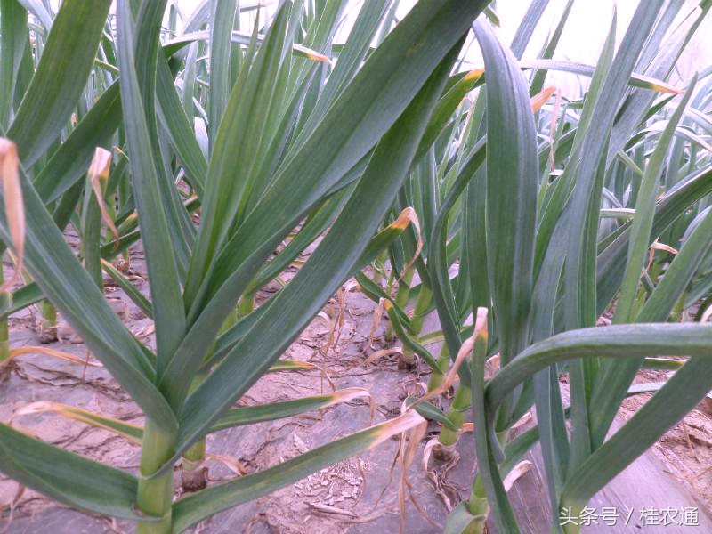 广西玉林种什么菜好吃,广西玉林最好吃的蔬菜基地
