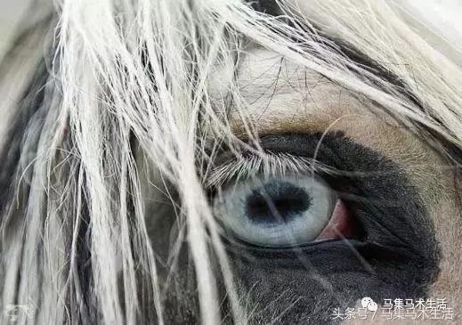马眼睛里的世界,马的眼睛看到的世界是什么