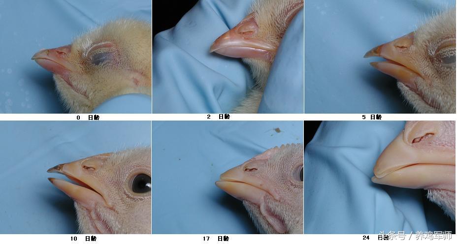 养鸡如何提高存活率,养鸡断喙正确方法