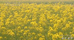 光阴正好花期已至，泰达有花海，何须羡婺源？