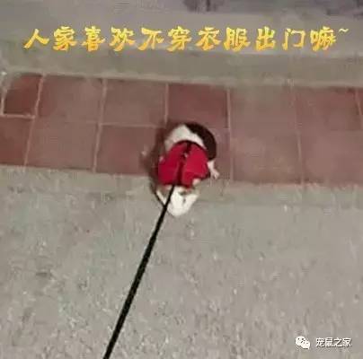 荷兰猪外出郊游,操心的事太多,其实只要做到这几点就可以了