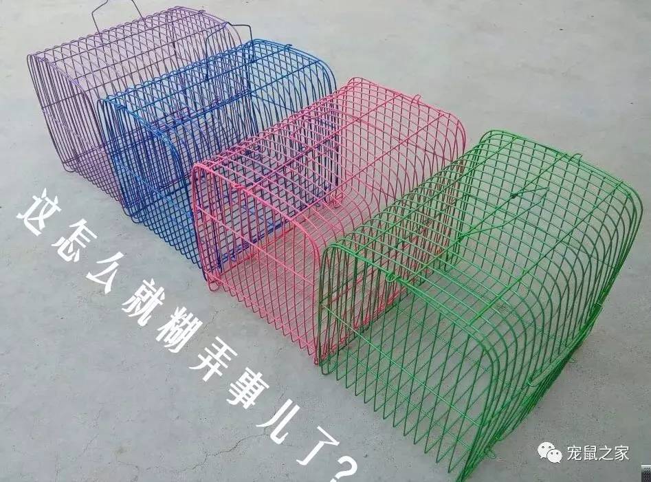 荷兰猪出门需要准备什么,荷兰猪可以独自待一个月
