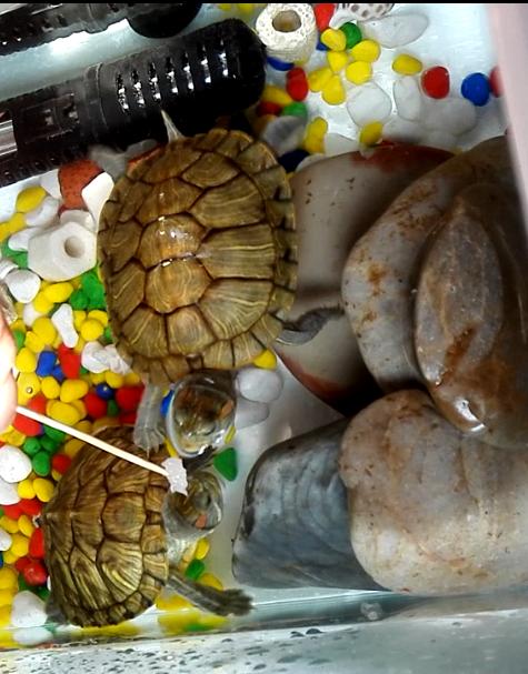 巴西龟小龟怎么养详细介绍,养龟入门如何养好一只巴西龟