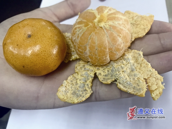 外表个个光鲜剥开却有霉斑,专家:桔子感染了“绿霉病”
