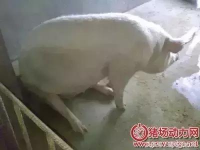 缩宫素可以加在精液里吗？怀孕母猪站不起来？这里有答案