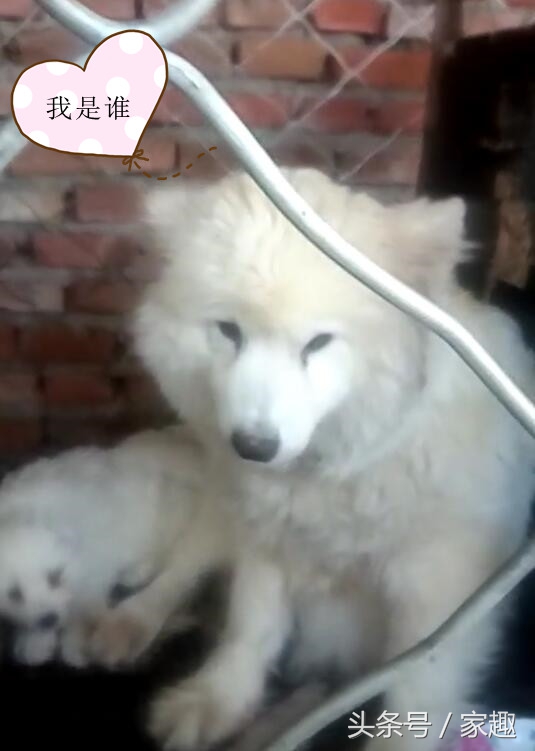 纯不纯萨摩怎么鉴定,男子买萨摩耶犬怀疑是假