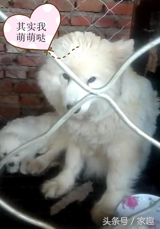 纯不纯萨摩怎么鉴定,男子买萨摩耶犬怀疑是假