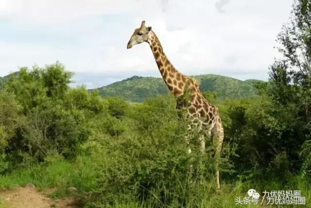 麻麻，为什么不能带我去非洲！