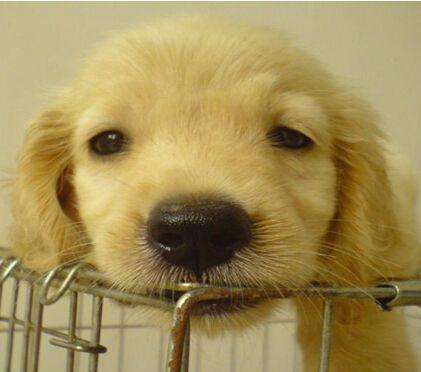 狗狗年龄护理基础知识,狗狗冬季护理宝典