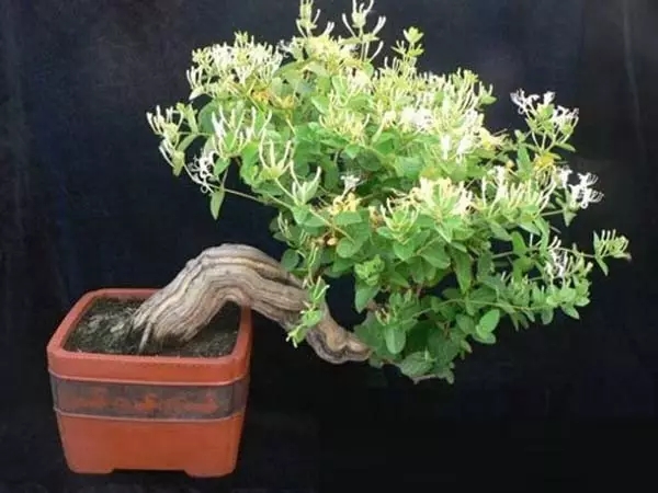 家里养的绿色植物可以净化空气吗,室内净化空气植物